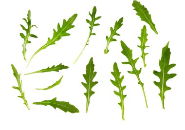 roka beyaz arkaplanda izole edildi