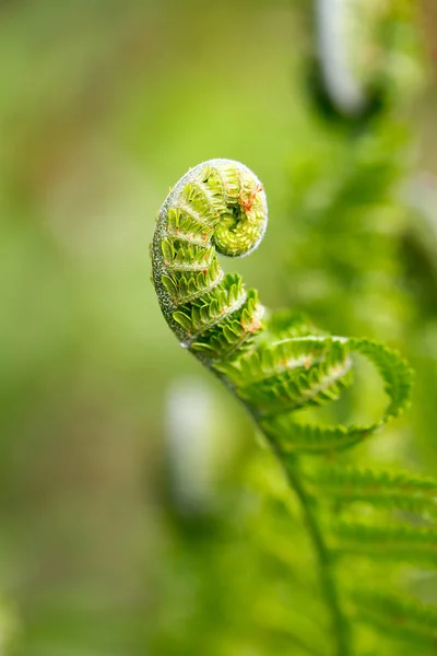 Close View New Green Fern Leaf — Stock Photo, Image