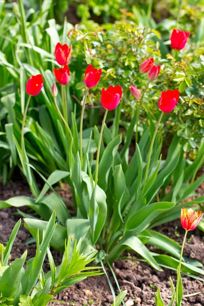 Hermosos Tulipanes Frescos Que Crecen Jardín — Foto de Stock