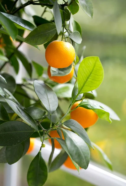 Naranjas Maduras Árbol Verde Cerca —  Fotos de Stock