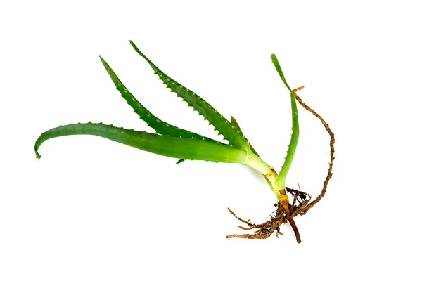 Aloe Vera Branch Isolated White — Stock Photo, Image