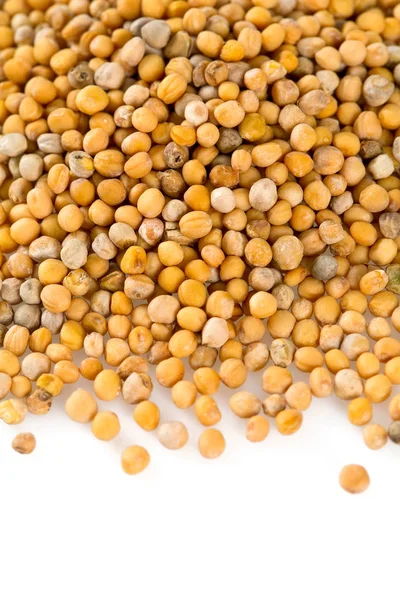 Hardal beyaz üzerine izole