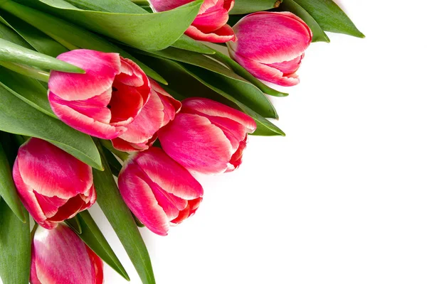 Różowe Tulipany Białym Tle — Zdjęcie stockowe