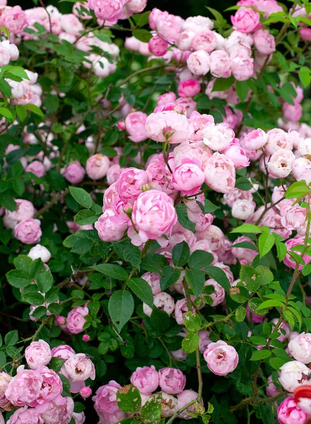 Kwitnące Róże Ogrodzie — Zdjęcie stockowe