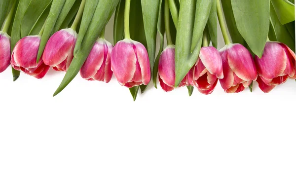 Рожеві Тюльпани Білому Тлі — стокове фото