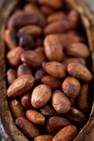 taze kahverengi kakao çekirdekleri