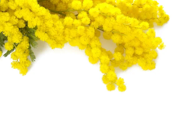 Dal Üzerinde Beyaz Izole Mimoza Çiçeği — Stok fotoğraf