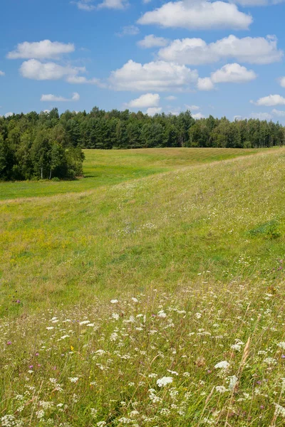 Beautiful Summer Meadow Daytime — Stock Photo, Image