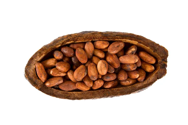 Świeże Ziarna Kakaowca Brązowy — Zdjęcie stockowe