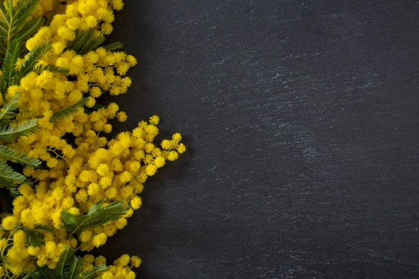 Siyah karatahta üzerinde mimoza