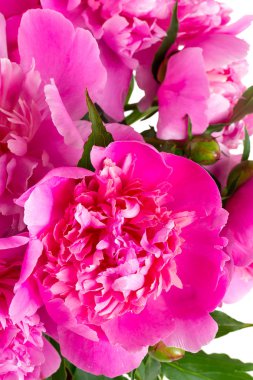 beyaz izole peonies