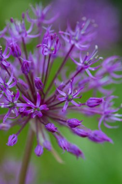 bir bahçede büyüyen alium çiçekler