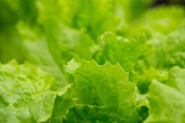 marul, görünümü kadar yakın