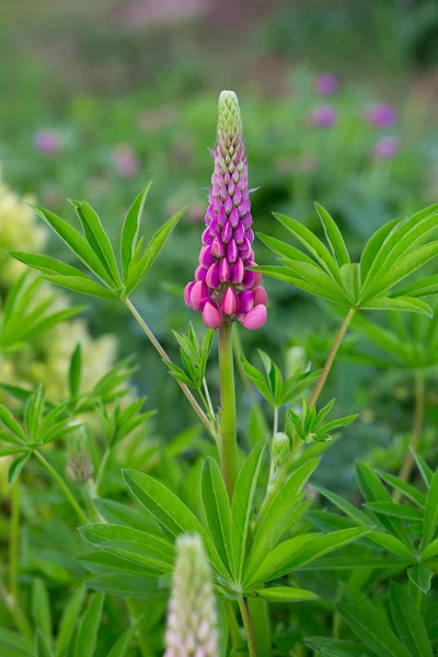 Lupine Groeien Een Tuin — Stockfoto