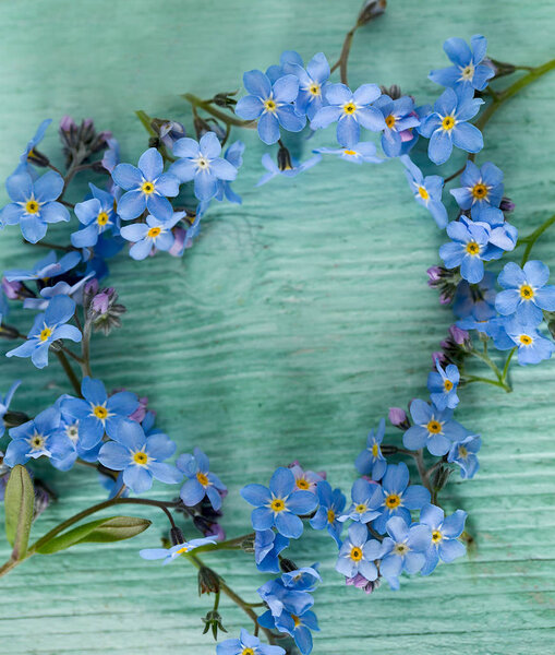 forget-me-not flower