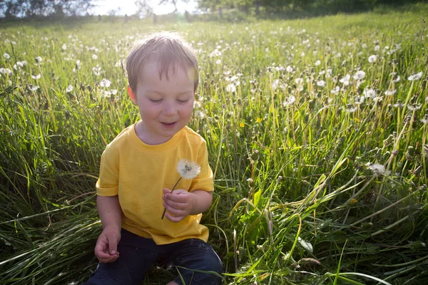 Malý Chlapec Fouká Pampelišky Letní Pole — Stock fotografie