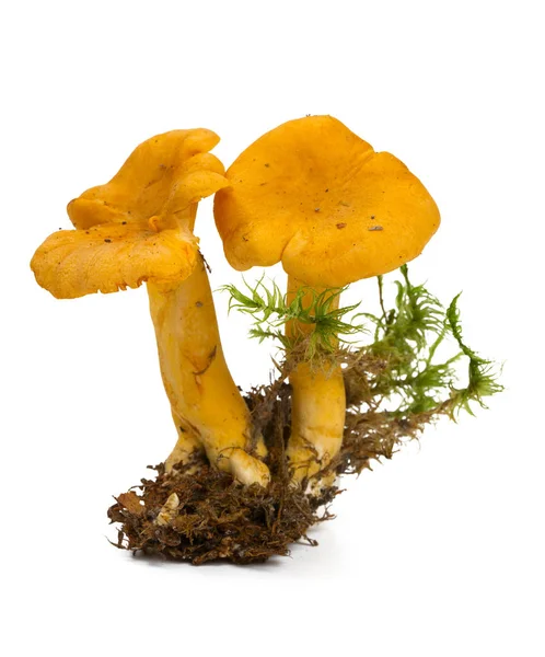 Fresh Chanterelle Isolated White — Stock Photo, Image