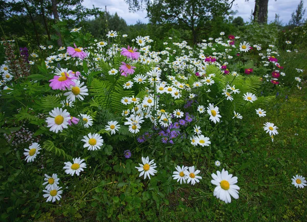 Квітучі Білі Ромашки Саду — стокове фото