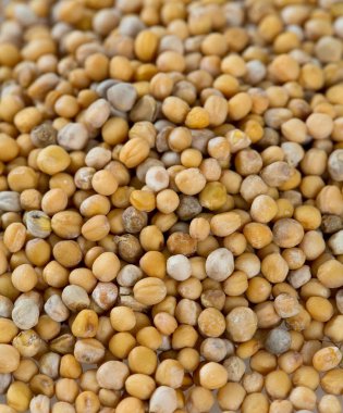 Hardal beyaz üzerine izole