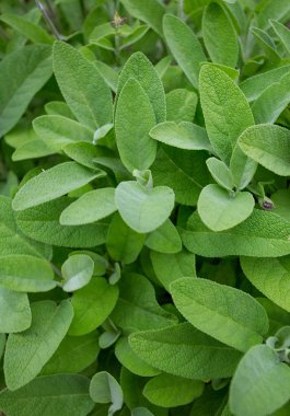 bir bahçede büyüyen adaçayı