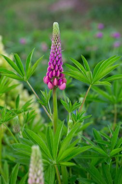 bir bahçede büyüyen lupine