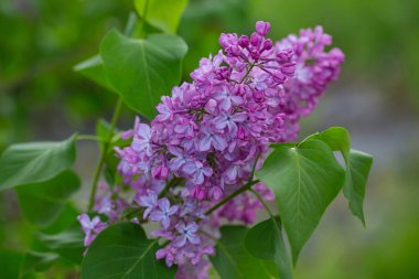 bir bahçe içinde güzel çiçek leylak