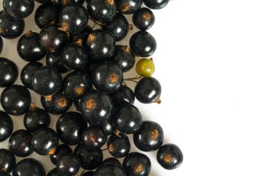 izole beyaz zemin üzerine siyah kuş üzümü