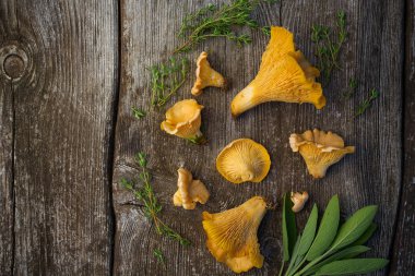 Cantharellus cibarius mantar ahşap yüzey üzerinde