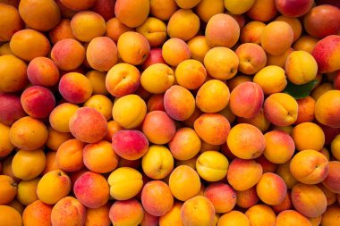 Taze iştah açıcı olgun kayısı