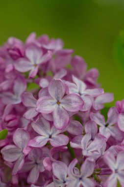 bir bahçe içinde güzel çiçek leylak
