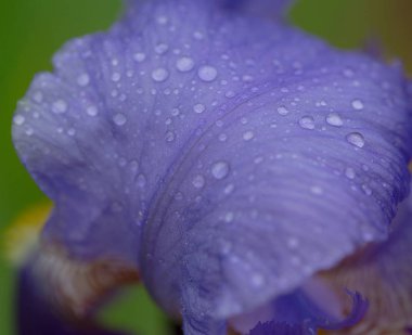 İris çiçeği Bahçe