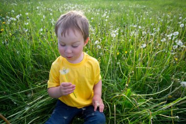 küçük çocuk bir yaz sahada Dandelions üfleme