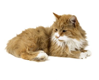 beyaz izole kırmızı ve beyaz kabarık kedi