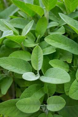 bir bahçede büyüyen adaçayı