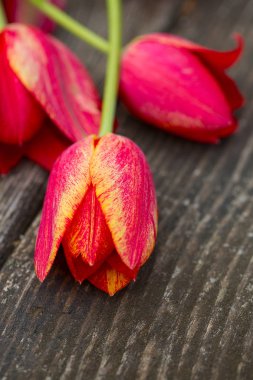 ahşap yüzey üzerinde renkli Lale