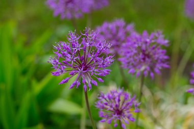 bir bahçede büyüyen alium çiçekler