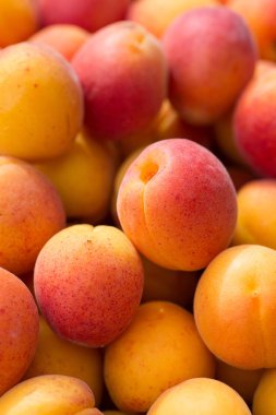 Taze iştah açıcı olgun kayısı