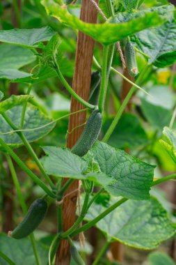 Bahçede salatalıklar yetişiyor.