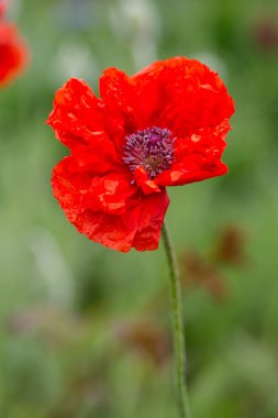 Bir bahçe içinde kırmızı çiçek haşhaş