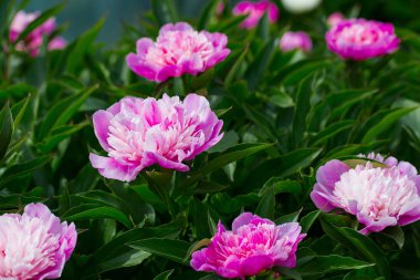 Taze bahçe güzel peonies