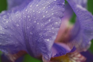 İris çiçeği Bahçe