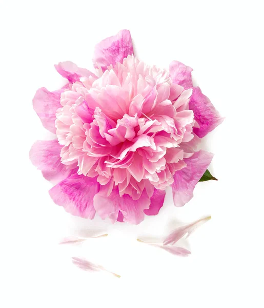 Single Pink Peony Isolated White — Stock Photo, Image