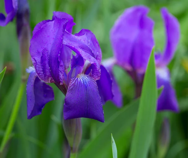 Iris Flor Jardín — Foto de Stock