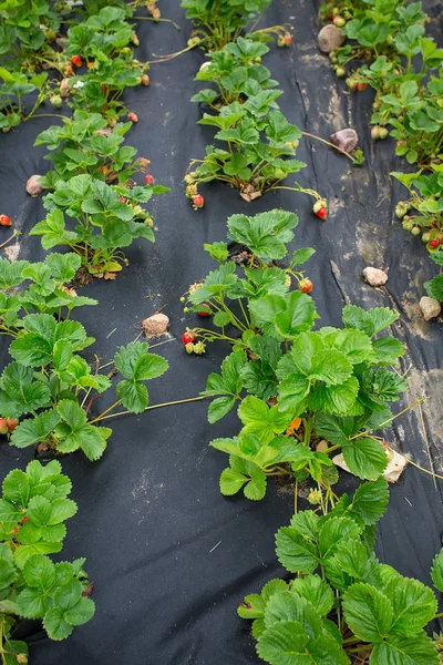 Growing Strawberries Black Film — Stock Photo, Image
