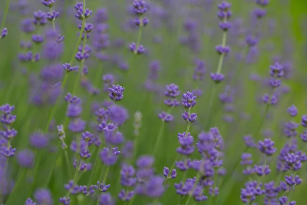 Verse Lavendel Een Tuin — Stockfoto