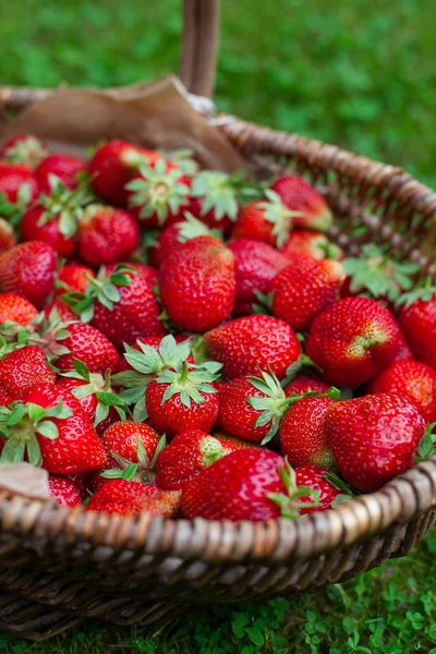 Korb Mit Erdbeeren Garten — Stockfoto