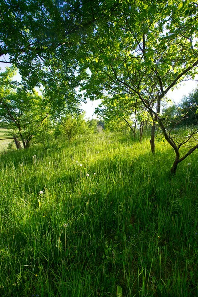 Soleado Jardín Primavera Durante Día — Foto de Stock