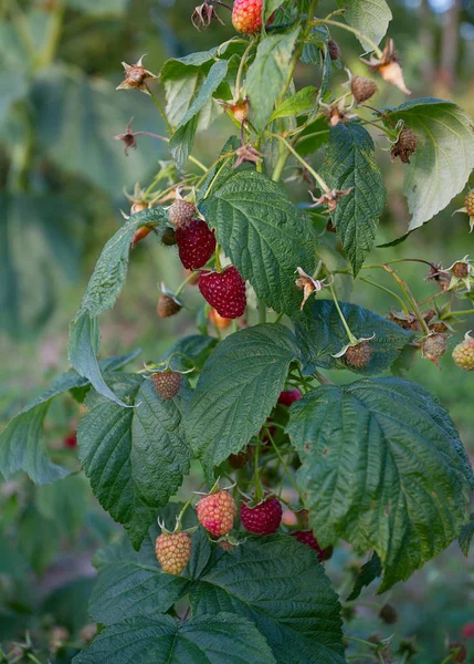 Framboises Mûres Rouges Dans Jardin — Photo