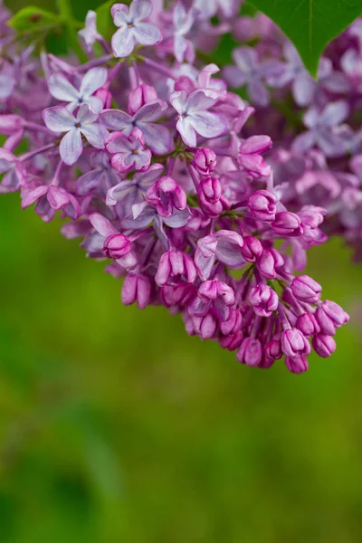 Hermosa Flor Lila Jardín — Foto de Stock