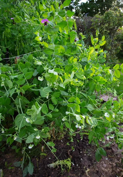Growing Peas Garden — Stock Photo, Image